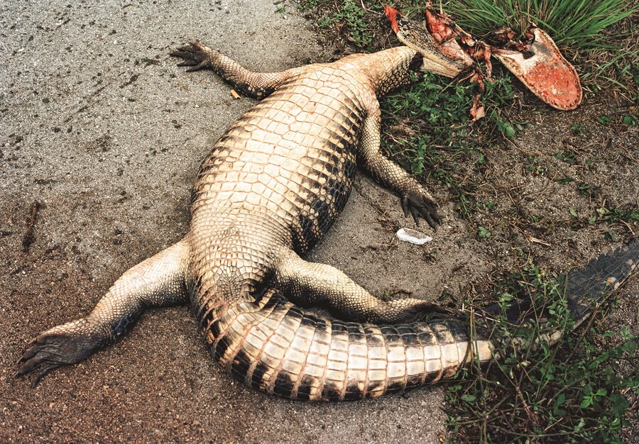 Mile O&#39; Mud by Malcolm Lightner 12