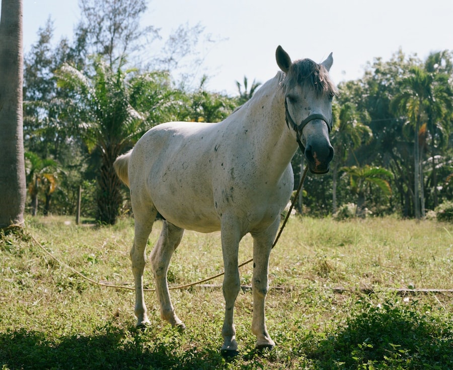 Trinity Ellis’ Puerto Rico 9