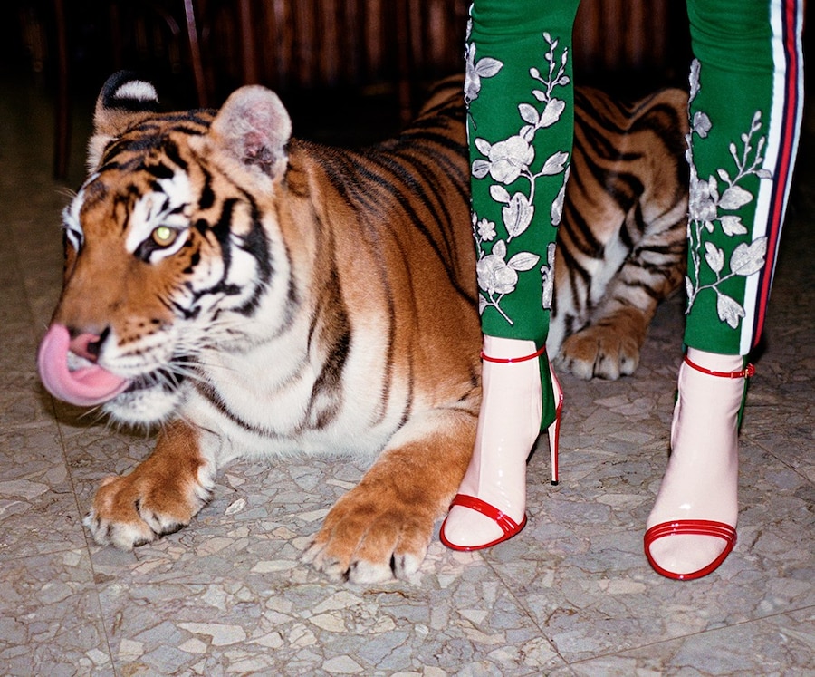 Gucci SS17 campaign Glen Luchford Alessandro Michele 16