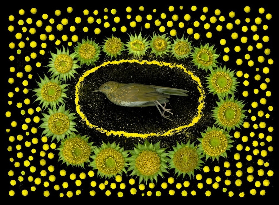 Portia Munson, The Garden, 2017, Dazed 11