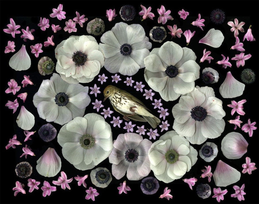 Portia Munson, The Garden, 2017, Dazed 6