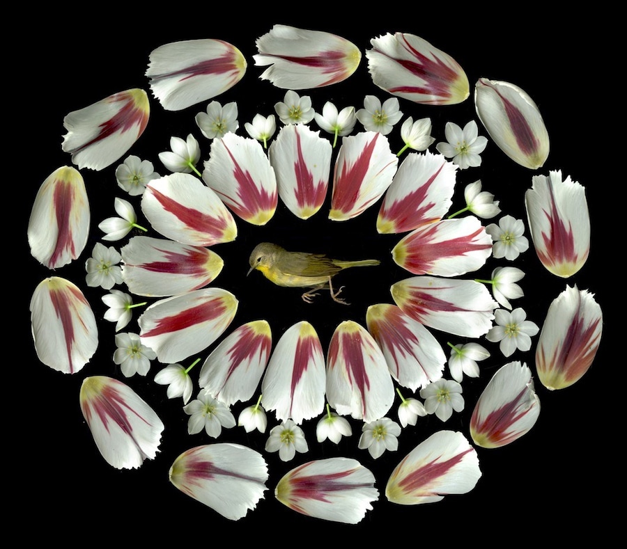 Portia Munson, The Garden, 2017, Dazed 17