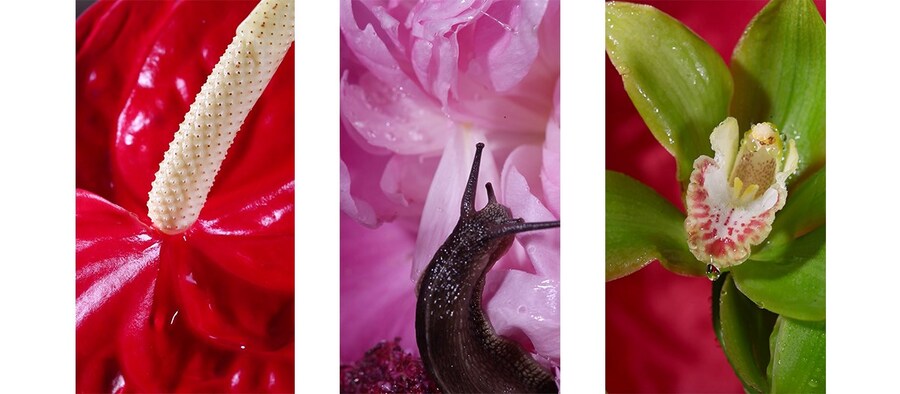 Maisie Cousins’ grass, peonie, bum 9