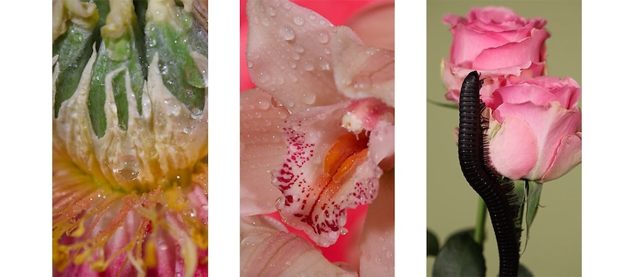 Maisie Cousins’ grass, peonie, bum 10