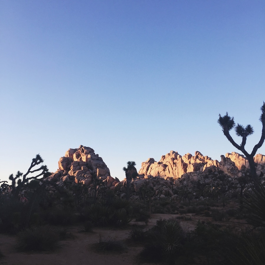 Joshua Tree_Lily Stewart_1 7