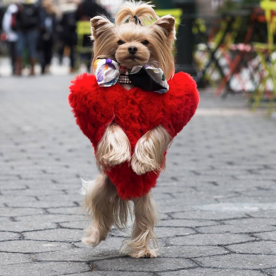 Little Lola Sunshine 0