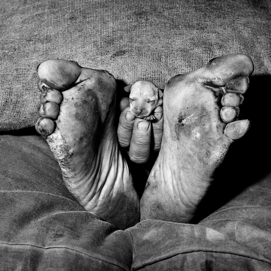 Ballenesque, Roger Ballen: A Retrospective 12