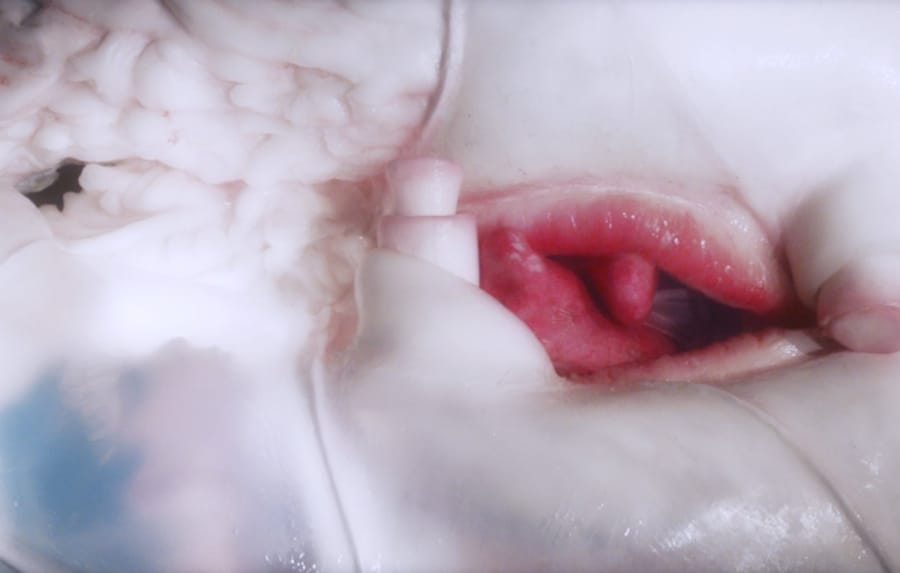 Bjork - Arisen My Senses video