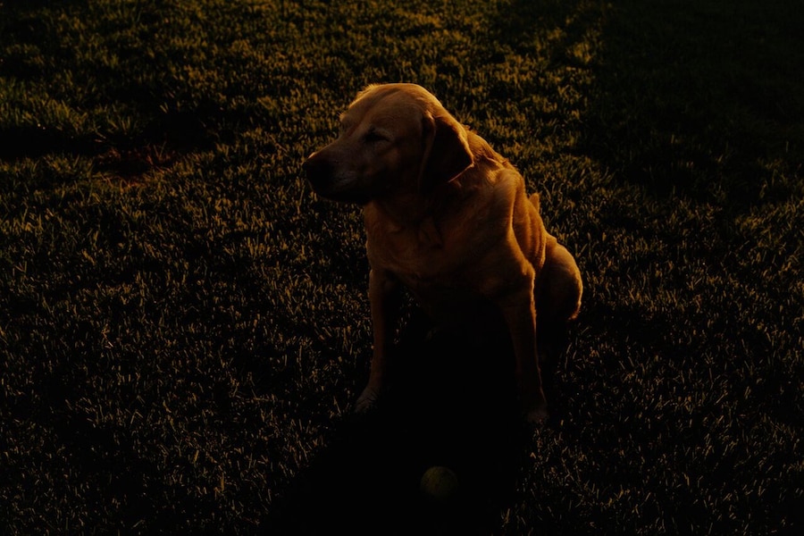 Blinking Dog, 2018 0