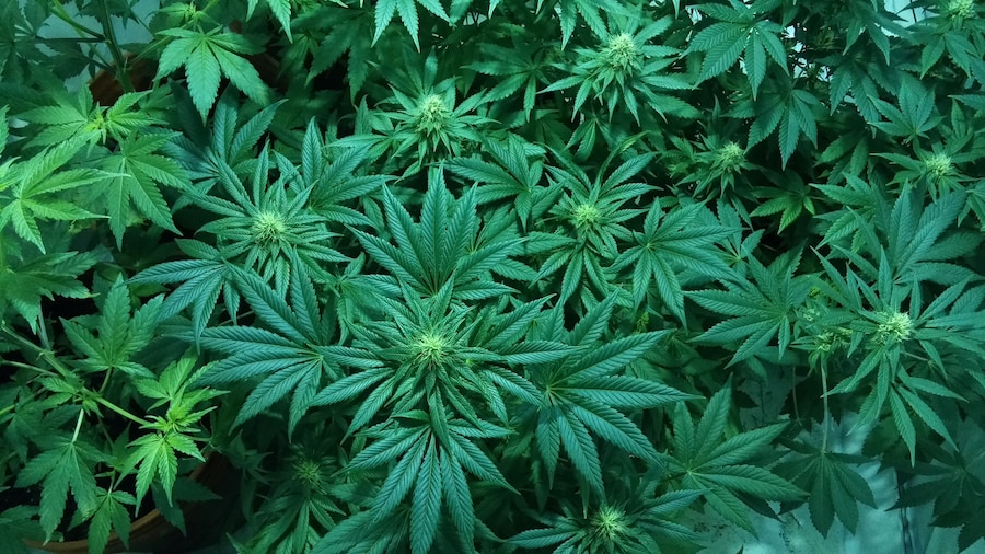 marijuana
