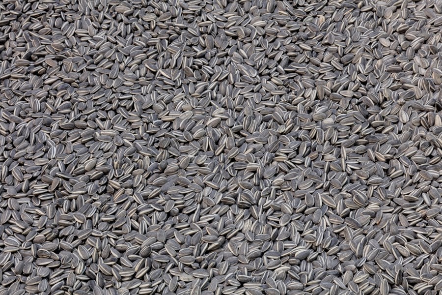 Ai WeiWei: Life Cycle 0