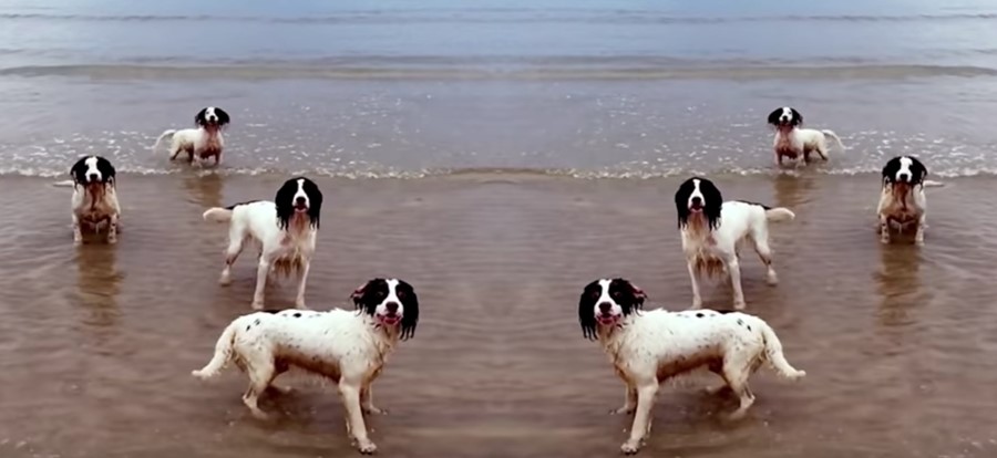 tilda Swinton dogs opera music video