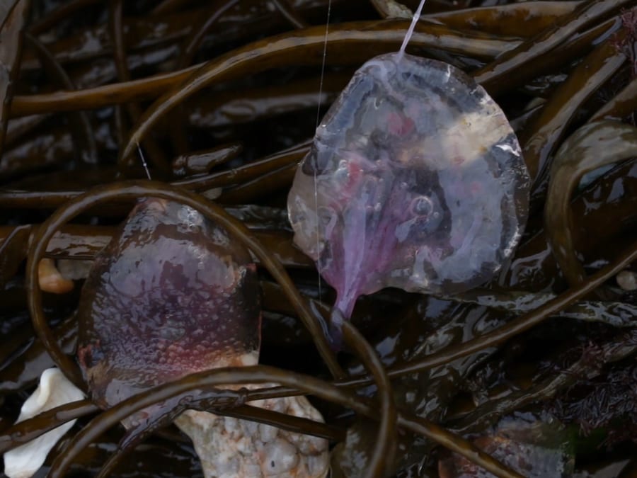 A cap, like water, transparent, fluid yet with definite body 5
