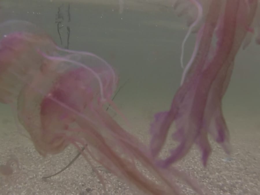 A cap, like water, transparent, fluid yet with definite body 6