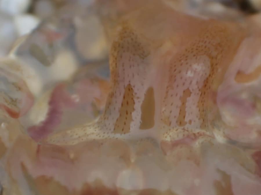 A cap, like water, transparent, fluid yet with definite body 7