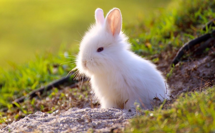 1200-513384940-cute-little-female-bunny