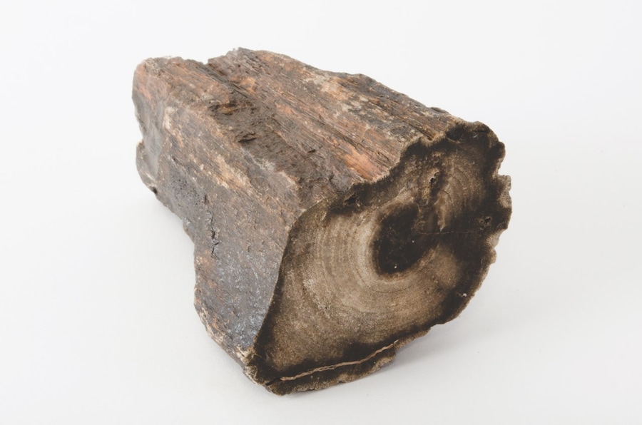 Bad Luck Hot Rocks Petrified Forest book Ryan Thompson 8 11