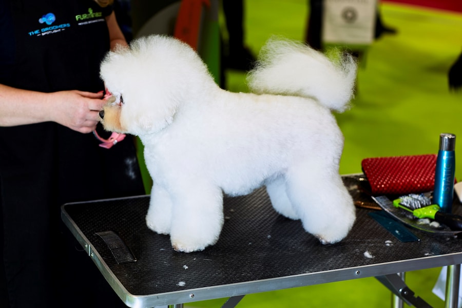 Crufts Dazed Beauty 17