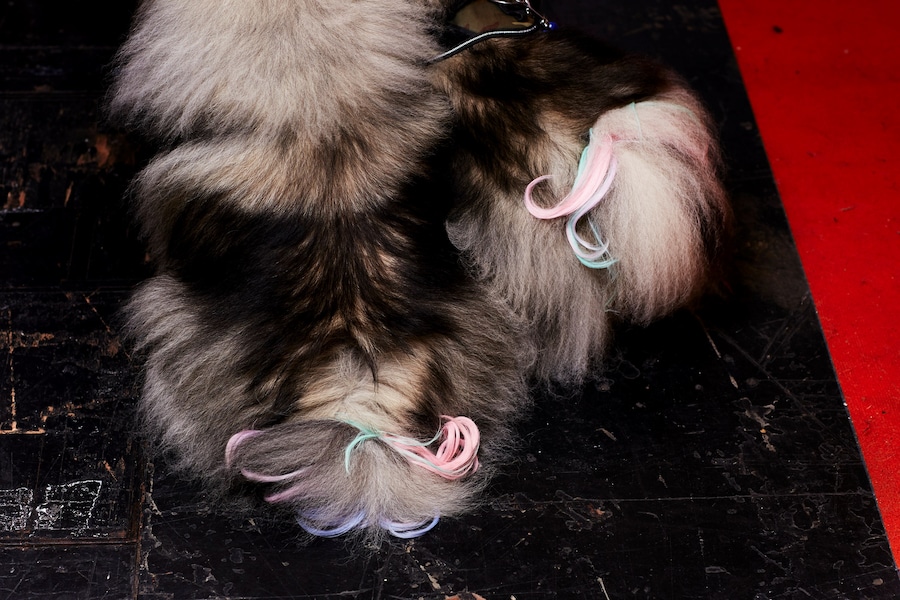 Crufts Dazed Beauty 13