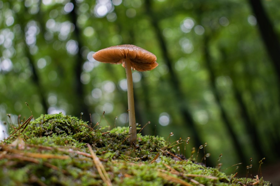 Magic mushrooms
