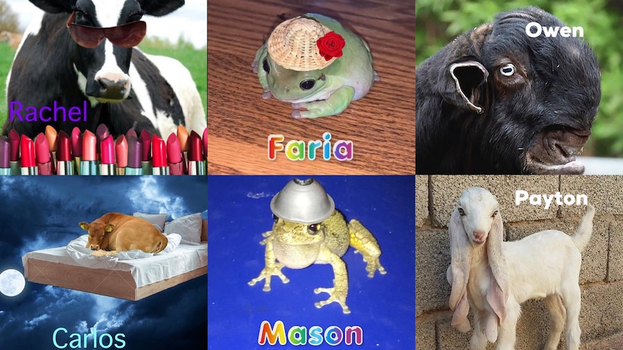 Frog Meme