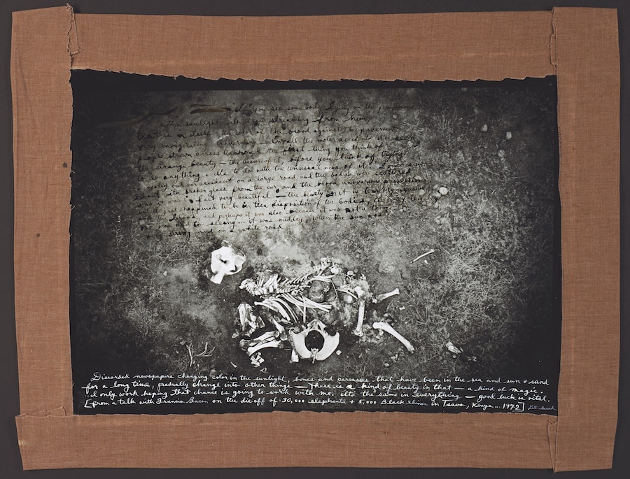 Peter Beard, “ICP Dead Elephant” (1971-2/1977) 7