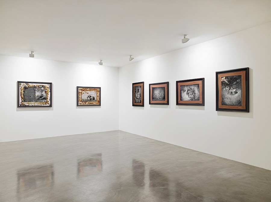 Wild Life: Francis Bacon and Peter Beard 24