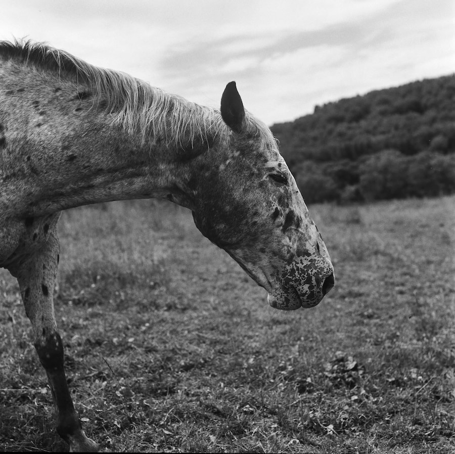 Moyra Davey, “Cisco (Landscape)” (2019) 0