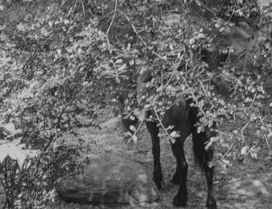 Roy DeCarava, “Horse and rider under tree” (1987) 2