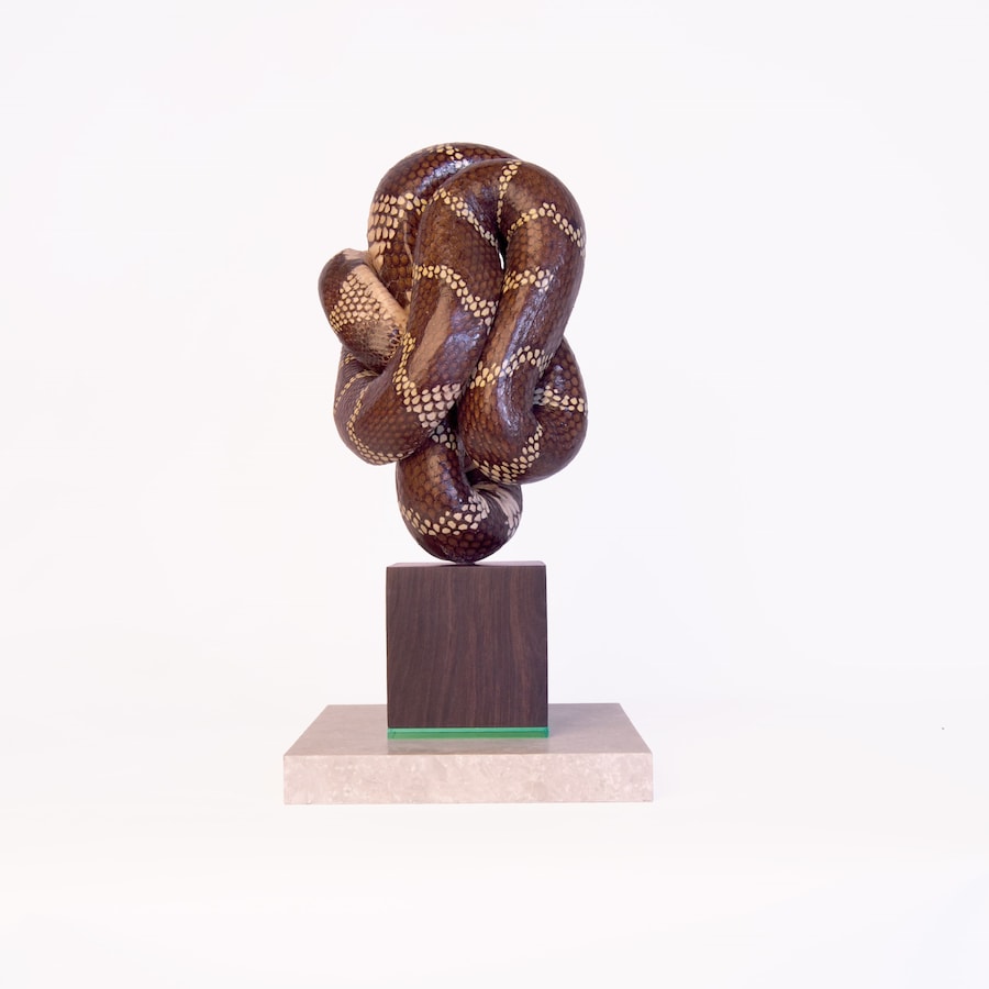 Polly Morgan, “Shades of Something Else” 4