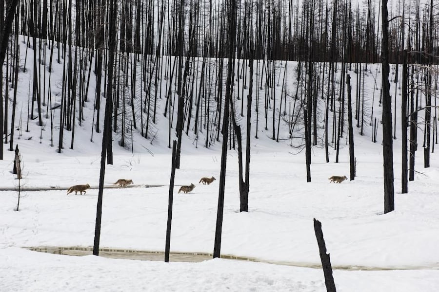 Artists at Risk (2022) 7