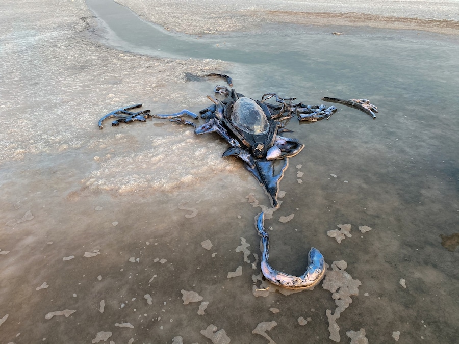 Yein Lee at Final Hot Desert 2