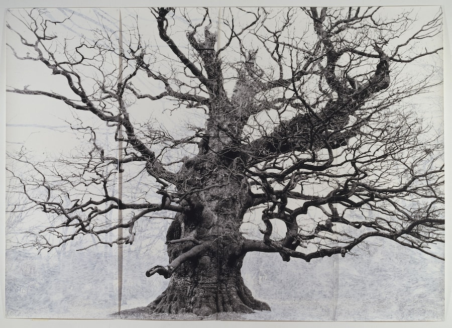 Tacita Dean, “Majesty” (2006) 0