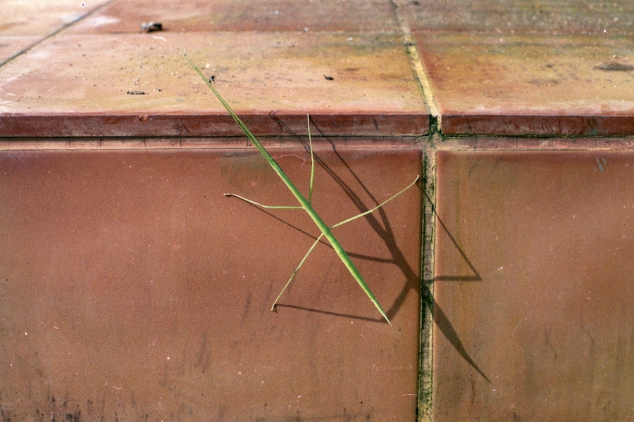 Sathish Kumar, “Guest outside home stay inside the forest” 16
