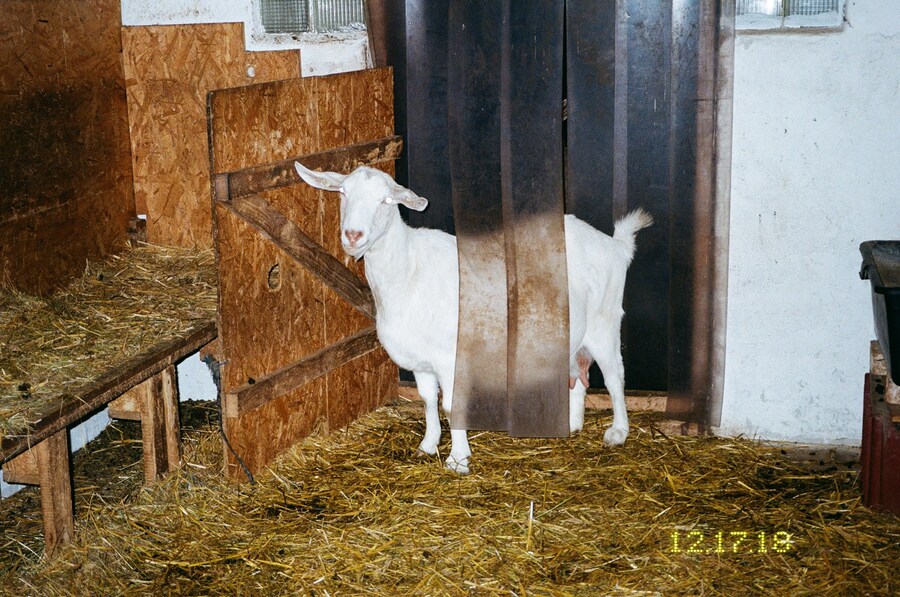 Marie Tomanova, “Mekky” (2018), 7