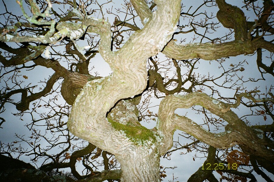 Marie Tomanova, “Oak” (2018) 12