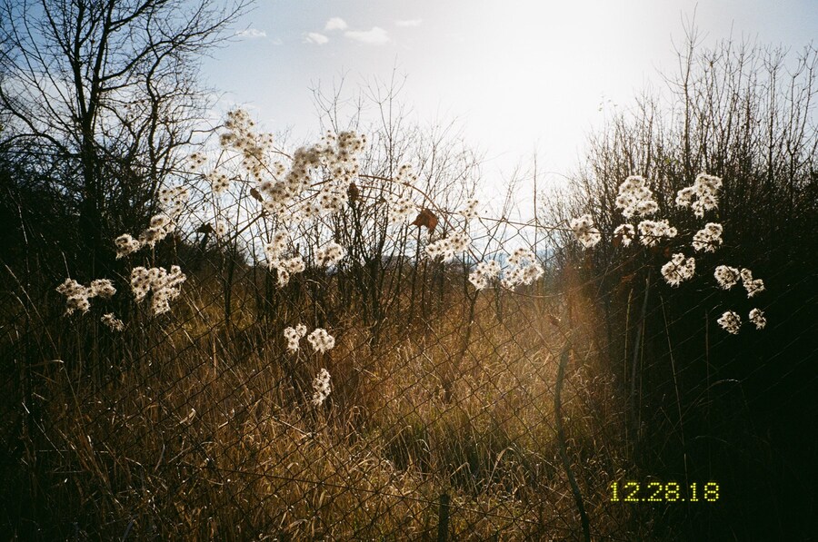 Marie Tomanova, “By the Vineyards” (2018) 15