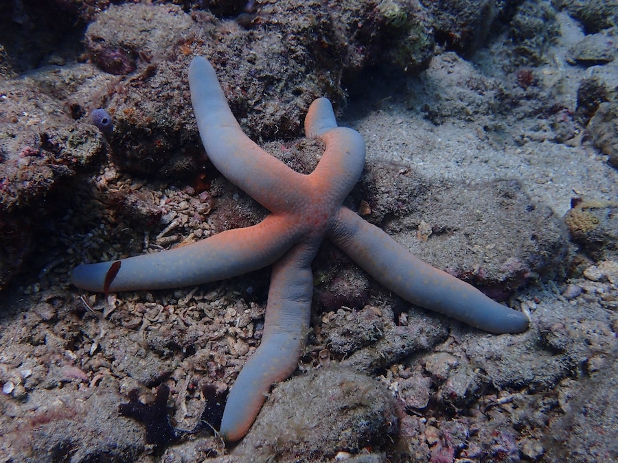’Kiko in Heaven Mizuhara’ by Alex Leese heaven marc jacobs 21