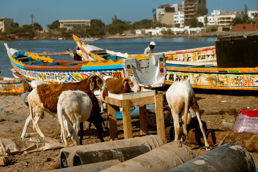 &#39;Sur le fil&#39; chanel 19m exhibition paris dakar 3