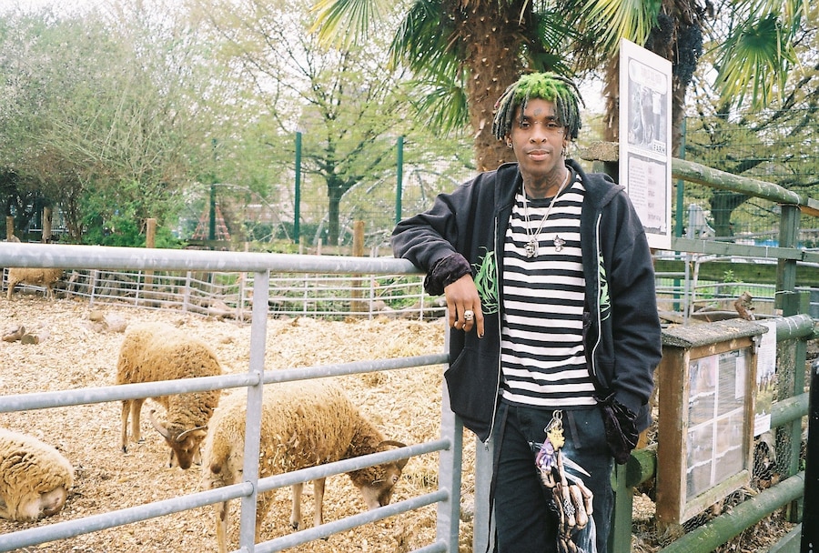 Deijuvhs sheep 0
