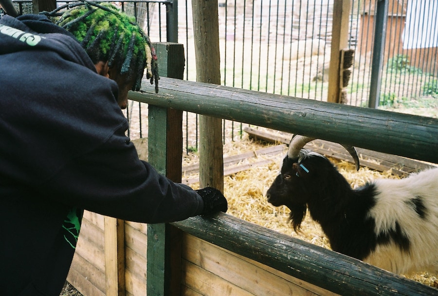 Deijuvhs goat 7