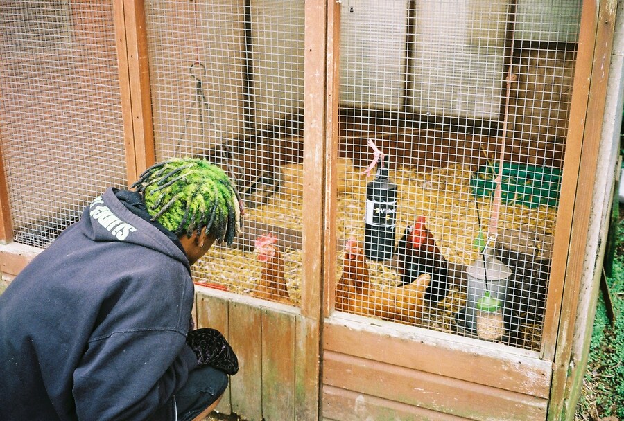 Deijuvhs chicken coop 12