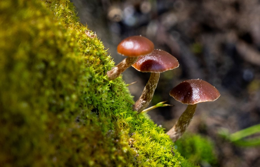 Psilocybin mushrooms growing on a mossy tree