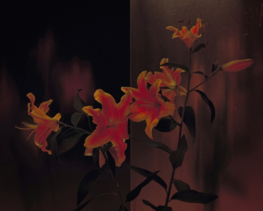 Marcin T. Jozefiak, Fearless Flowers 14