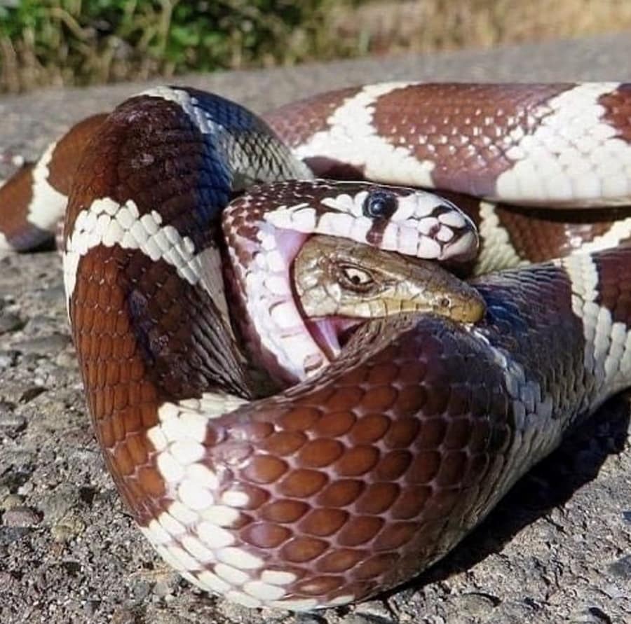 @crypt0cryptids 4