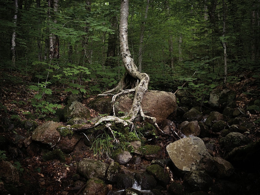 Untitled, Lincoln, New Hampshire, 2019 4