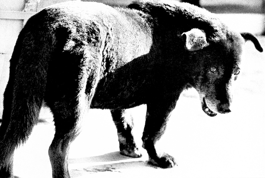 Daido Moriyama, “Stray Dog, Misawa” (1971). From A Hunter 5