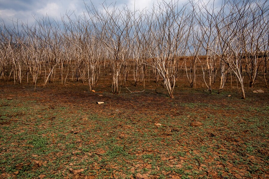 Tashiya de Mel photographer 2