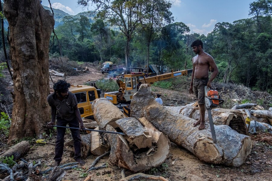 Tashiya de Mel photographer 8