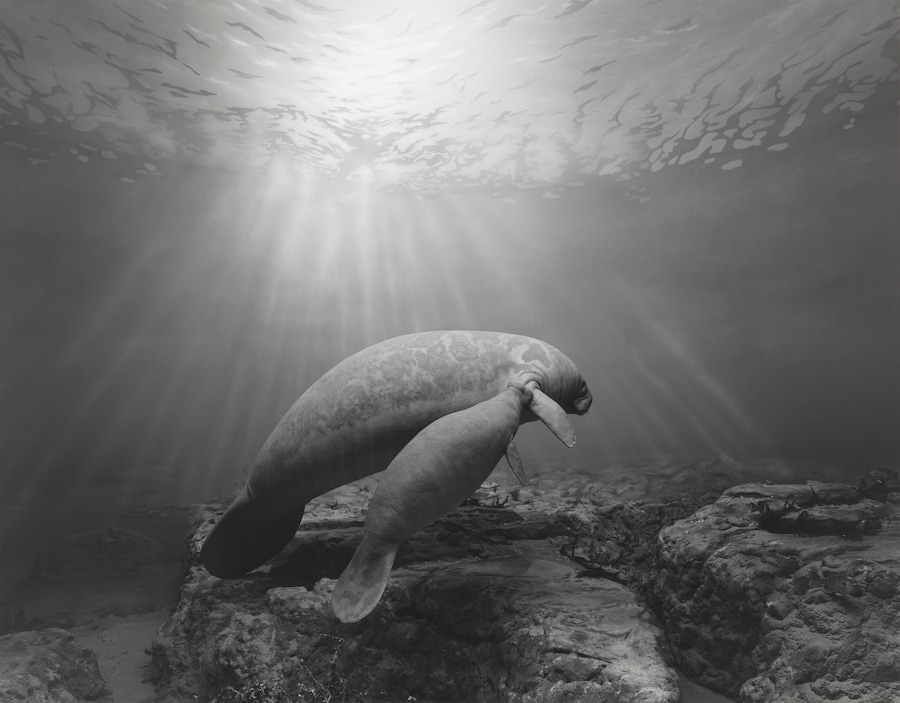 Hiroshi Sugimoto, ‘Manatee’ (1994) 4